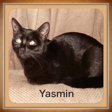 Yasmin cat nudes  10 min Dream Tranny - 264